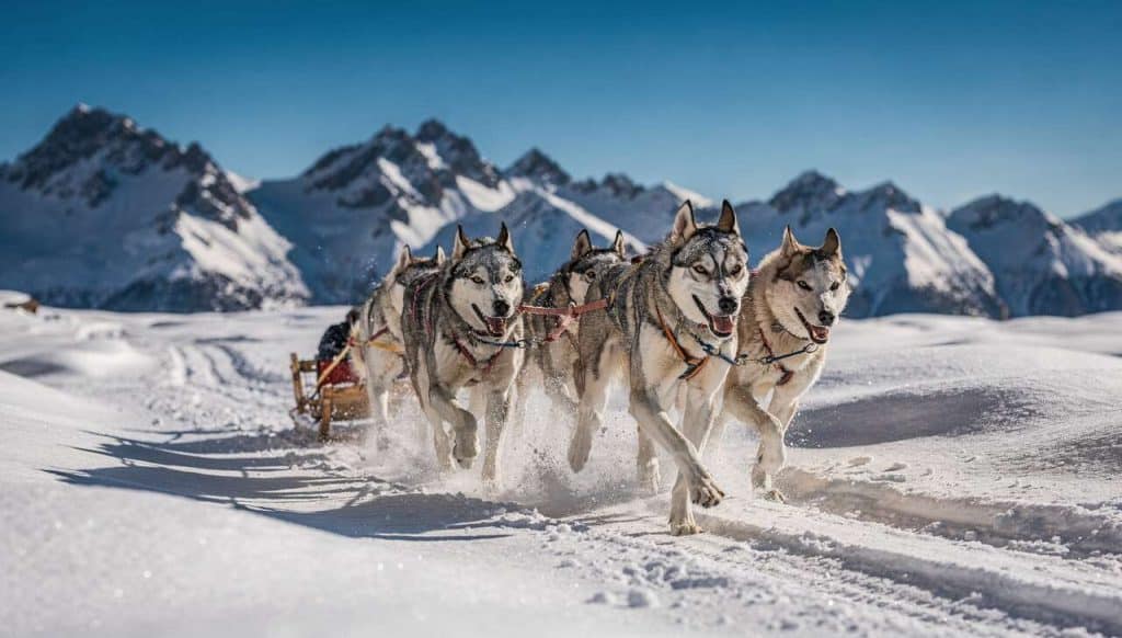 Chiens de traîneau en Andorre : une expérience inoubliable