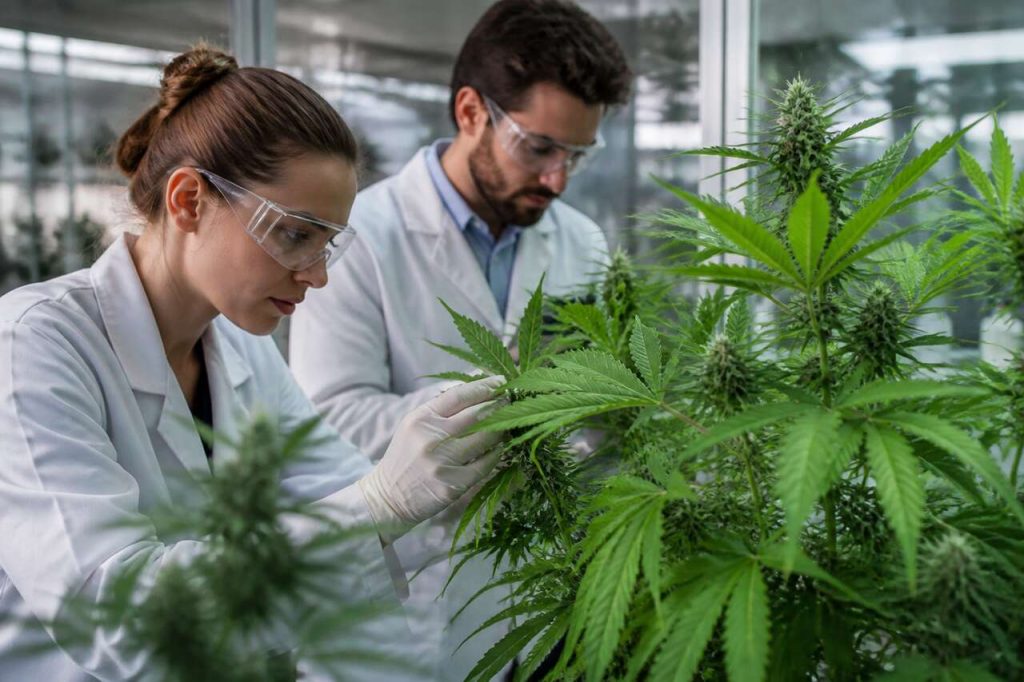 Le CBD est-il considéré comme dopant ?