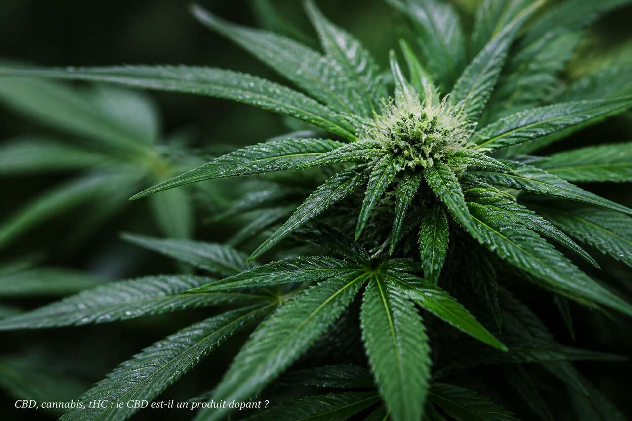 Cbd, cannabis, thc : de quoi parle-t-on exactement Cbd, cannabis, thc : de quoi parle-t-on exactement